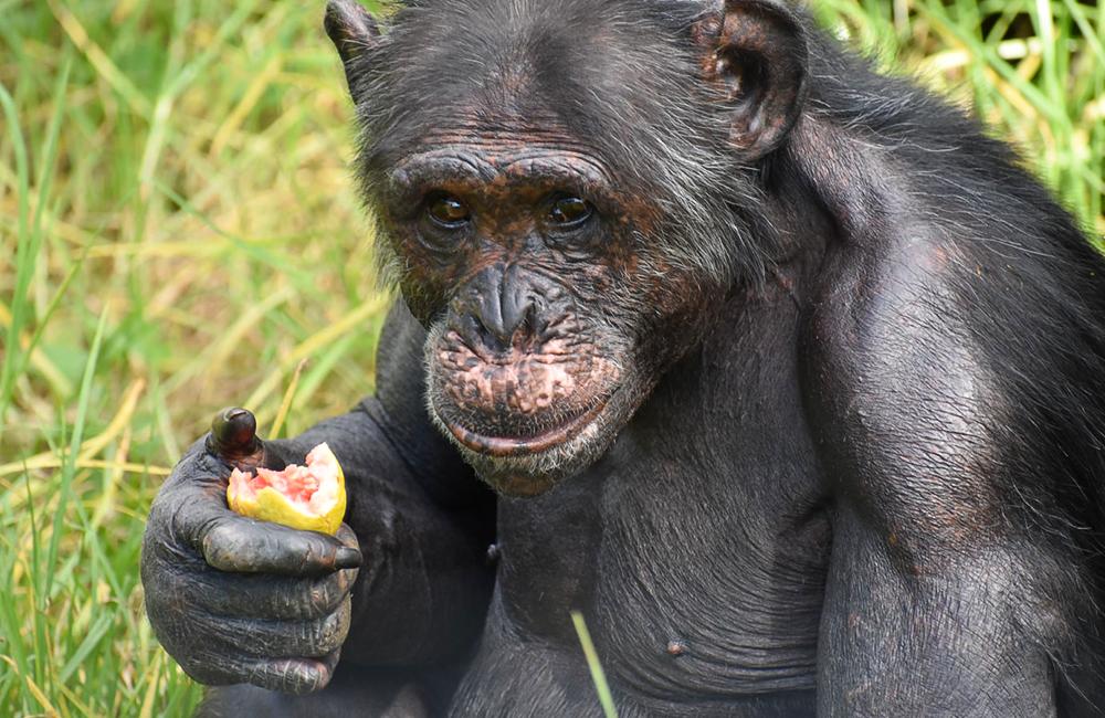 Meet Charles - Chimp Eden - The Jane Goodall Institute