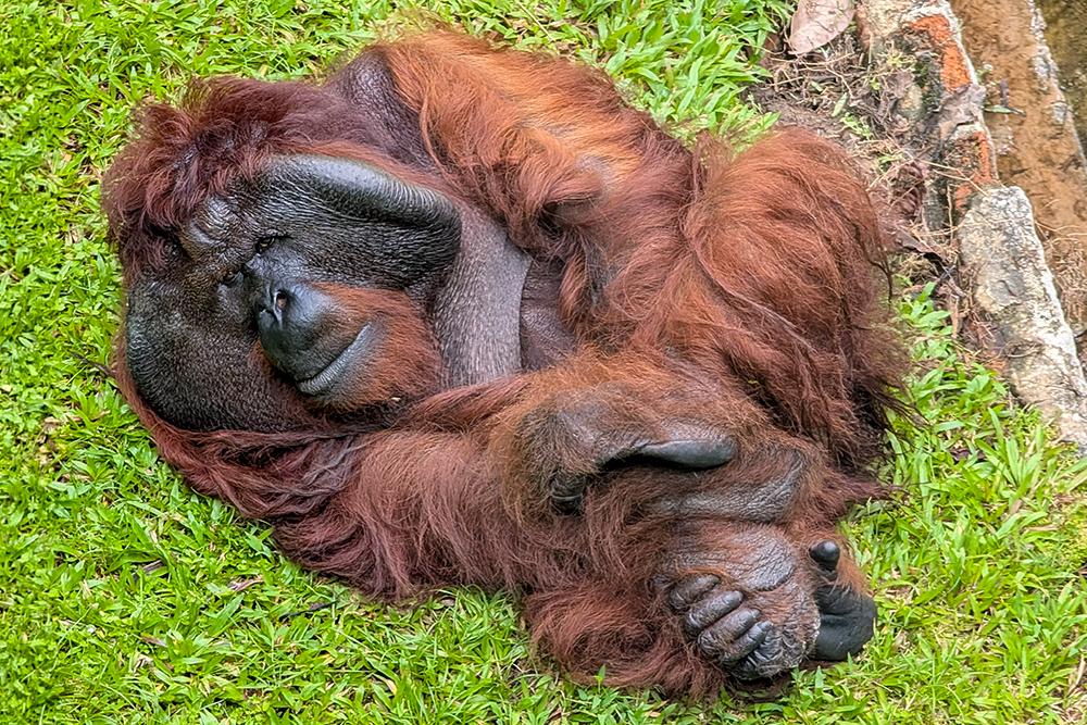 Orangutan Aman