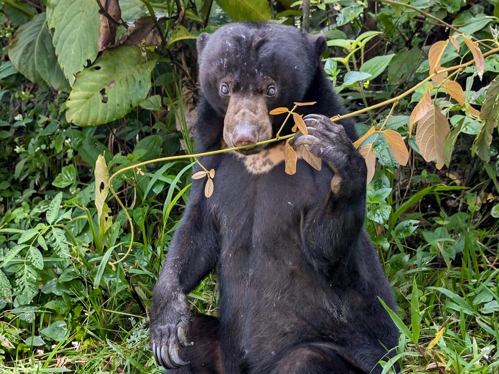 Samboja Lestari Sun Bear