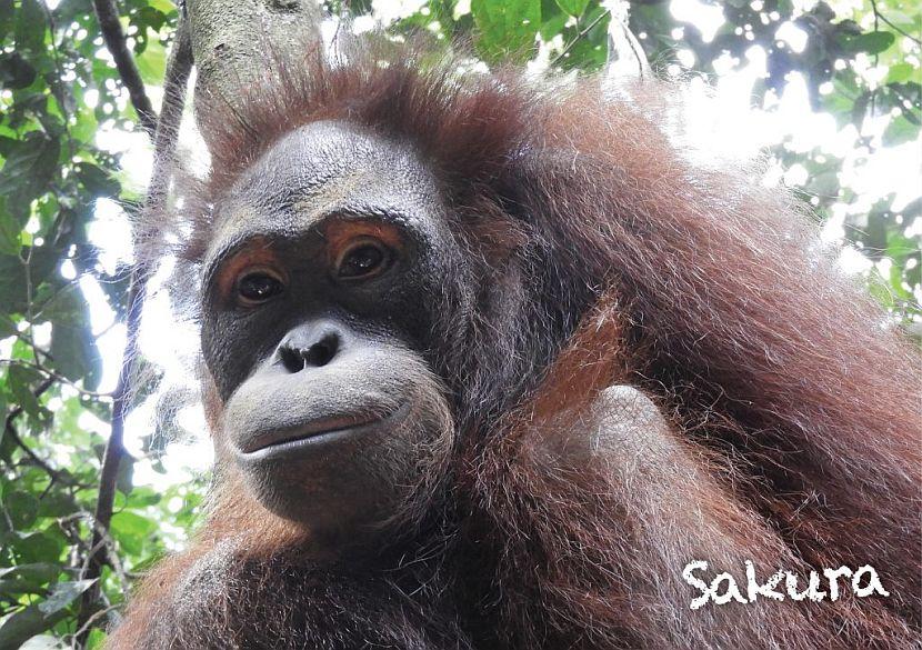 Orangutan released into the wild