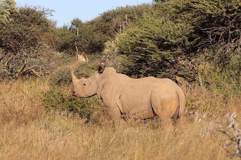 Rhino on Reserve - Namibia Wildlife Sanctuary