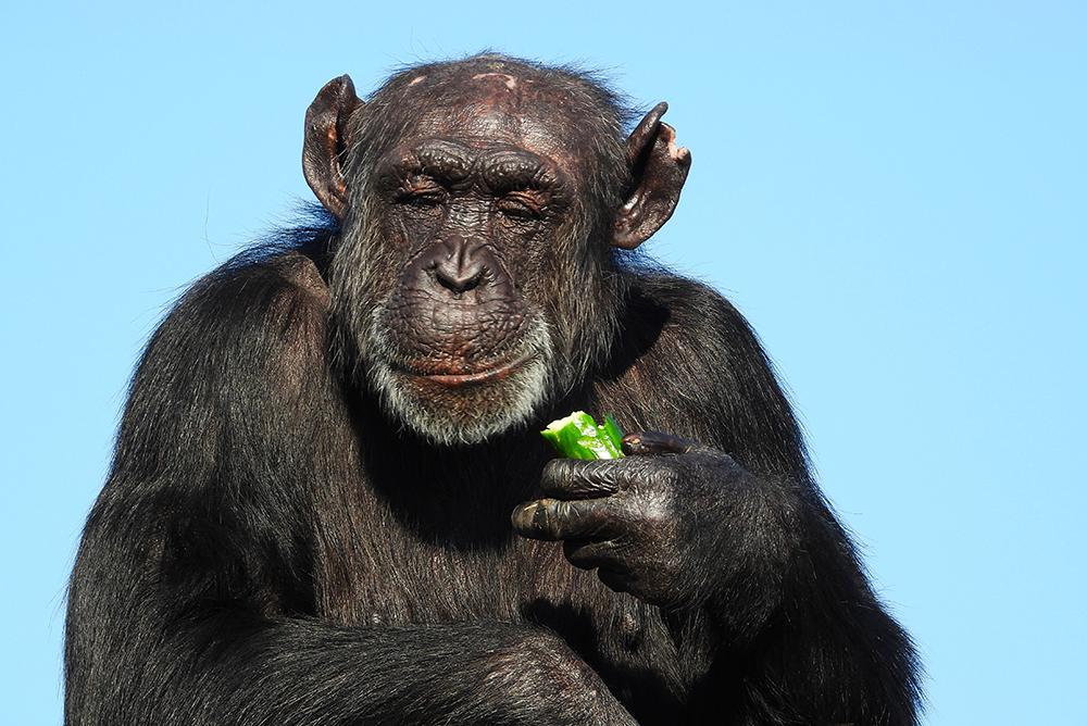 Happy Healthy Chimp Eating a Snack