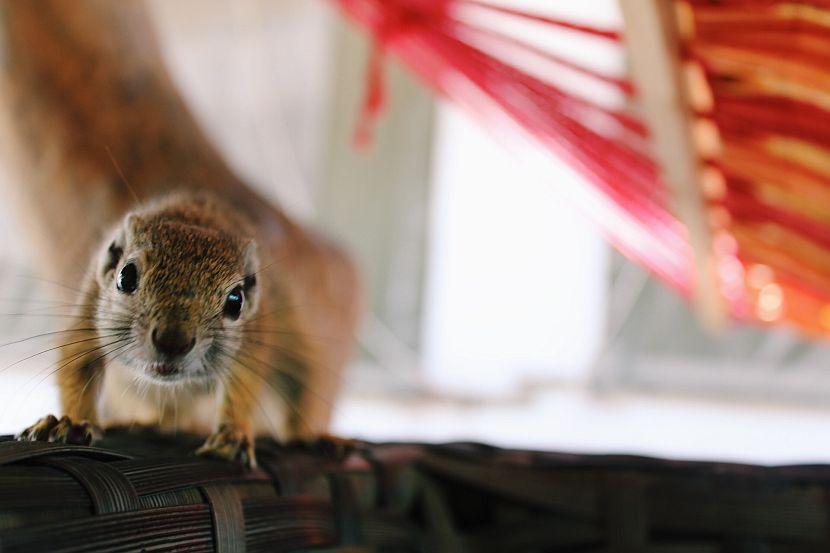 South Africa Squirrel 