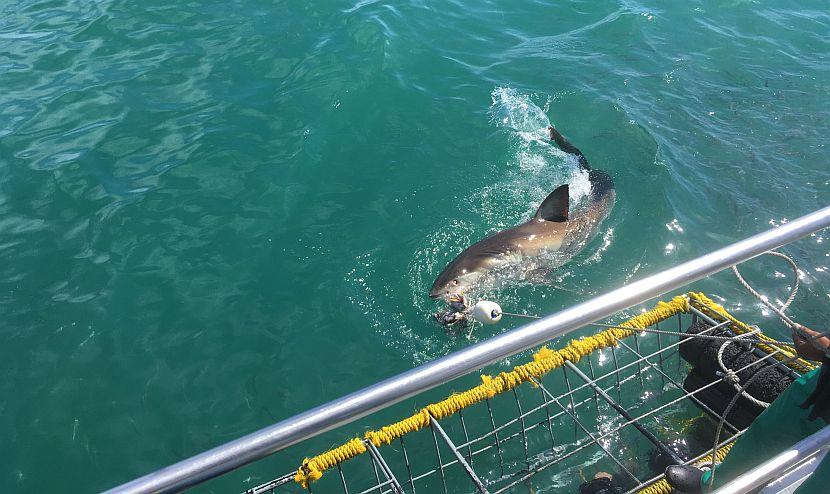 South Africa Shark