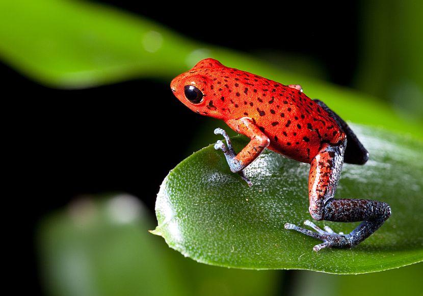 Strawberry Poison Dart Frog