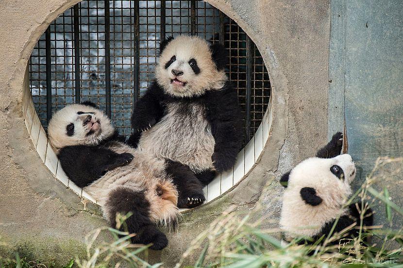 Pandas in China