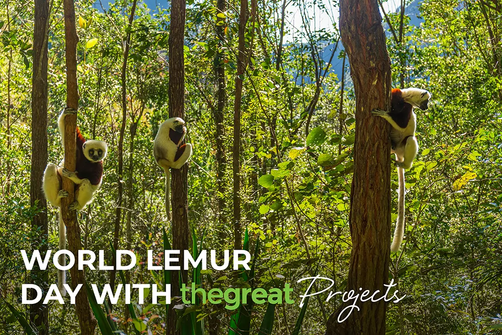 World Lemur Day with The Great Projects