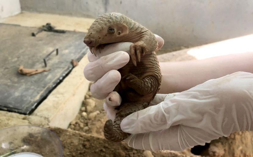 Baby Chinese Pangolin