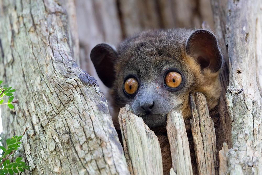 A photo of a Weasel Sportive Lemur in a Tree