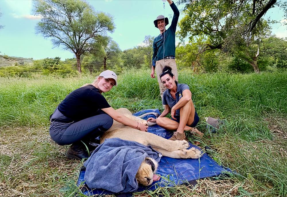 Volunteers Help With Lion Transfer 