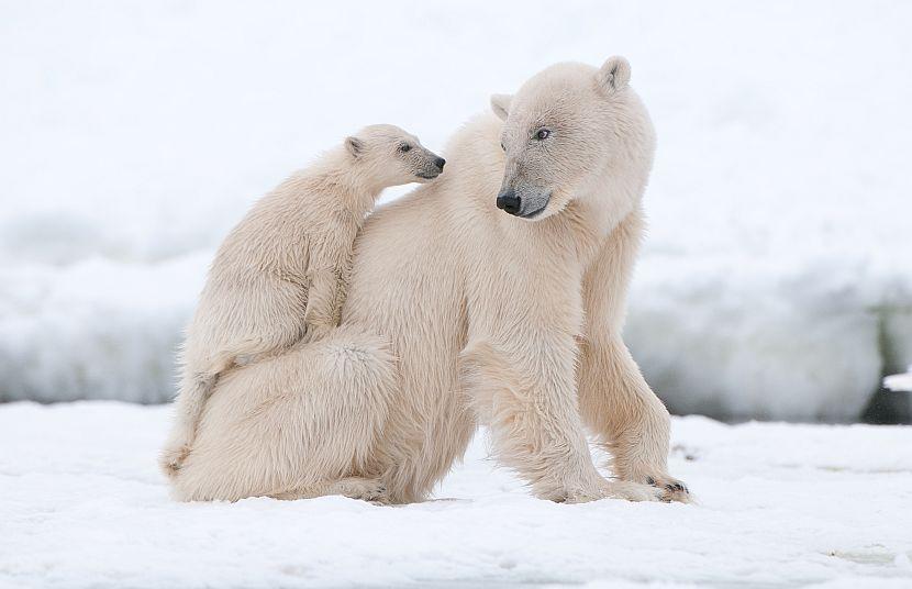 Polar bear and cub