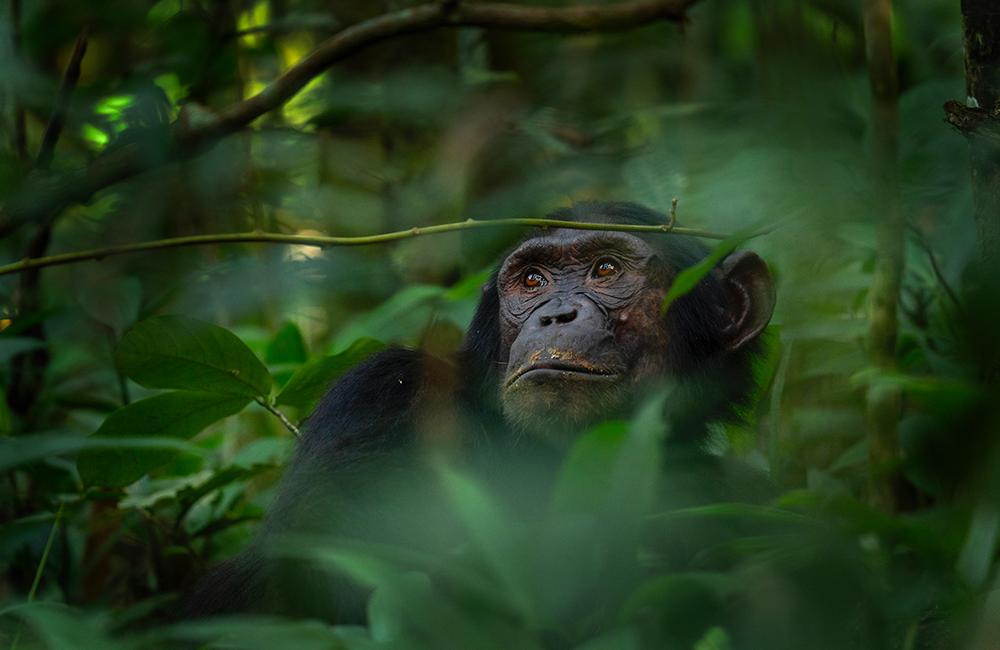 Chimpanzees Self Medicate and Build Nightly Nest