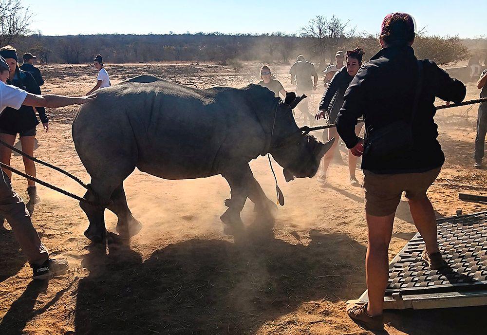 The Great Rhino Rescue Mission Underway