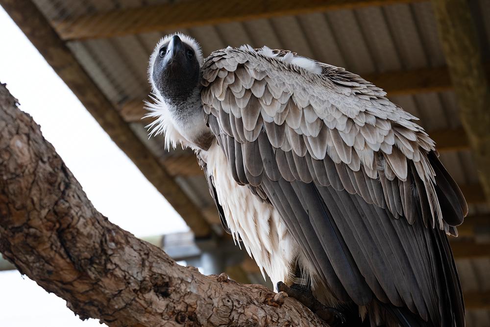 Vulpro @ Shamwari Conservation Experience