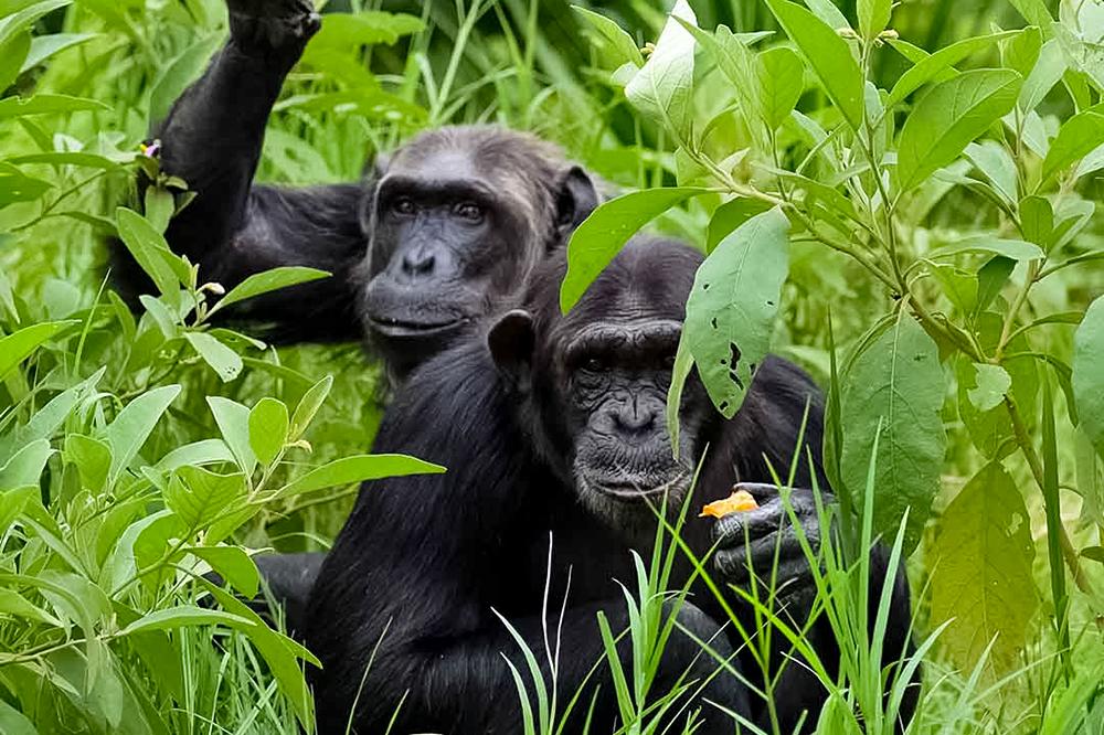 Chimp Eden - The Jane Goodall Institute