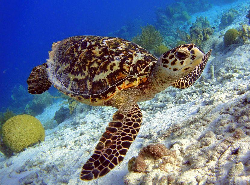 The 7 Species of Sea Turtle | The Great Projects