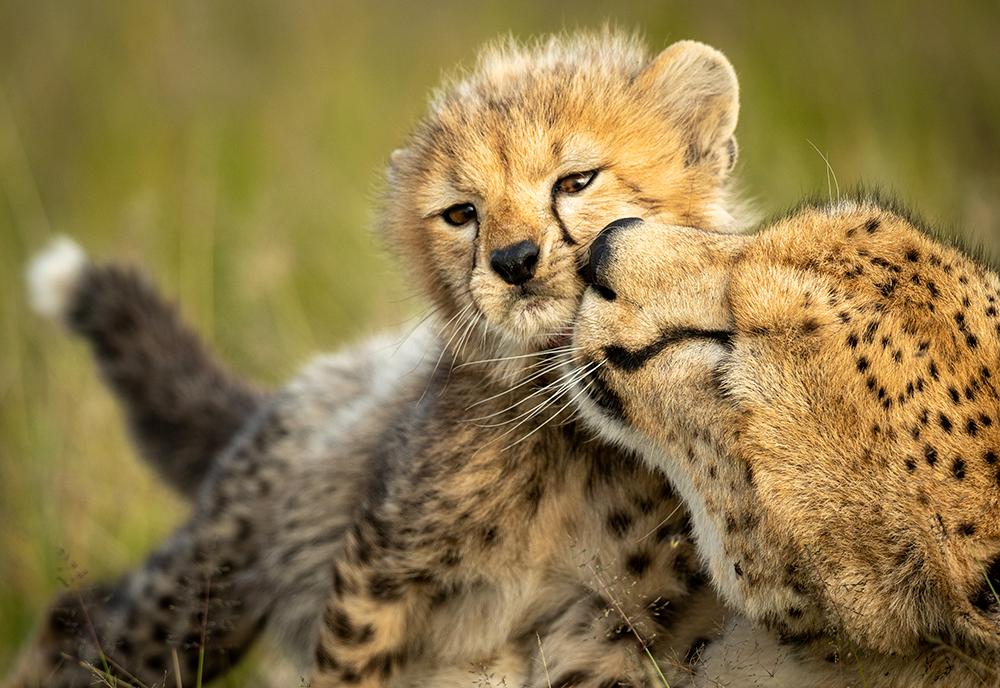 Cheetah - Best Mothers in the Animal Kingdom