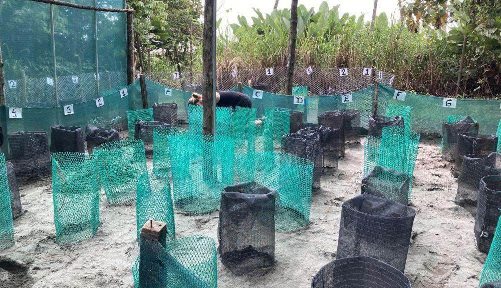 Turtle Hatcheries