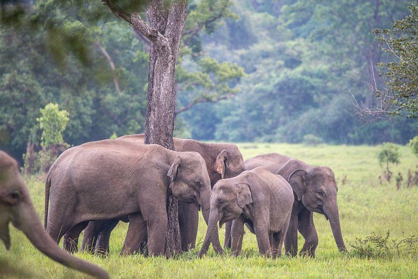 Elephant family