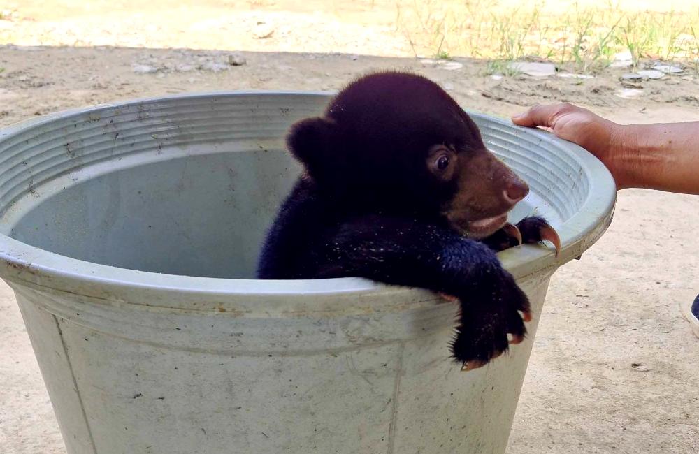 Baby Sun Bear Rescue