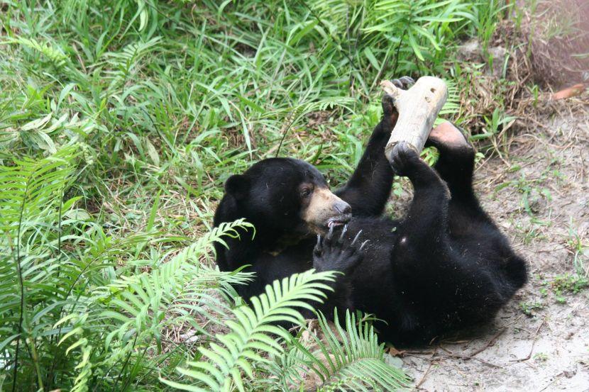 Sun Bear Playing At The Great Orangutan Project