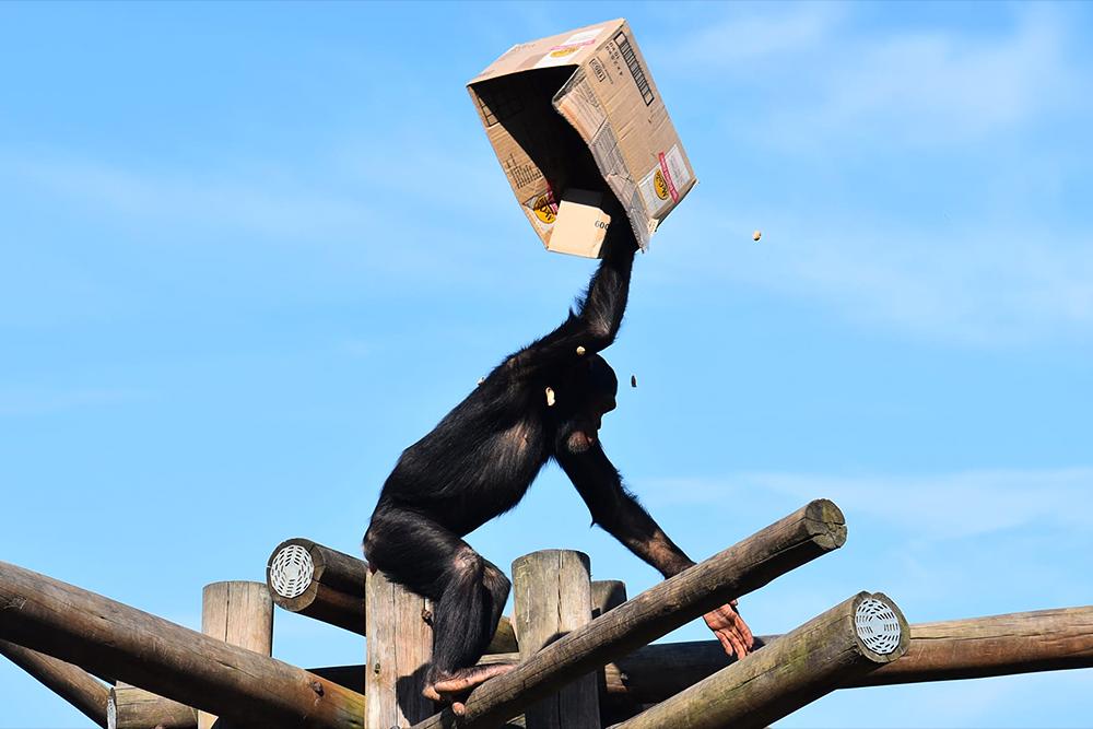 Chimp Eden Cardboard Box Enrichment