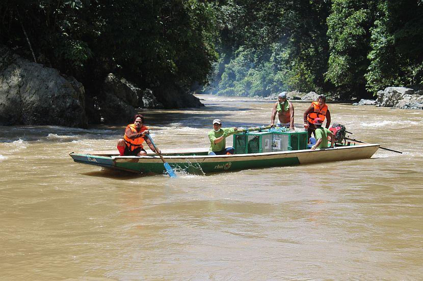 Orangutans on a boat