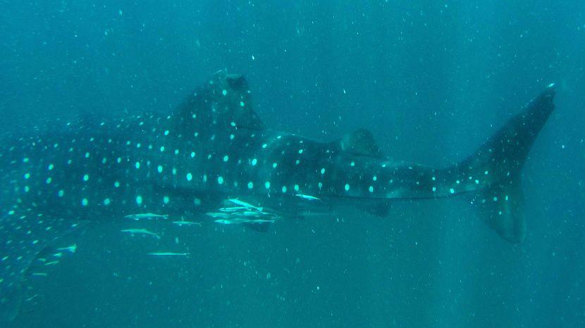 Tanzania Whale Shark Swimming 