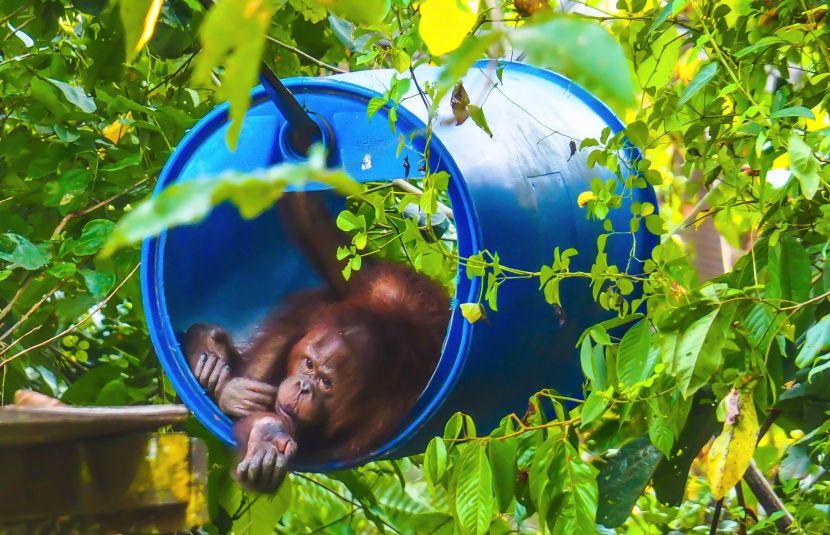 orangutans in borneo