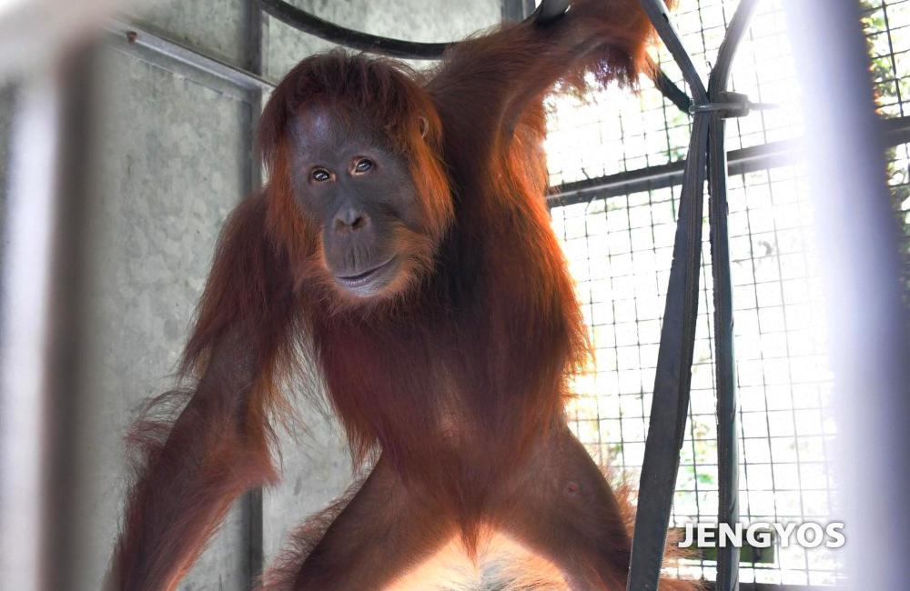 Jengyos the Orangutan - Nyaru Orangutan Orangutan Sanctuary Release Candidate