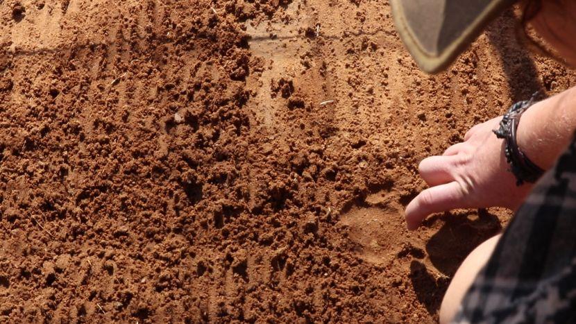 Analysing Footprints At The Namibia Wildlife Sanctuay