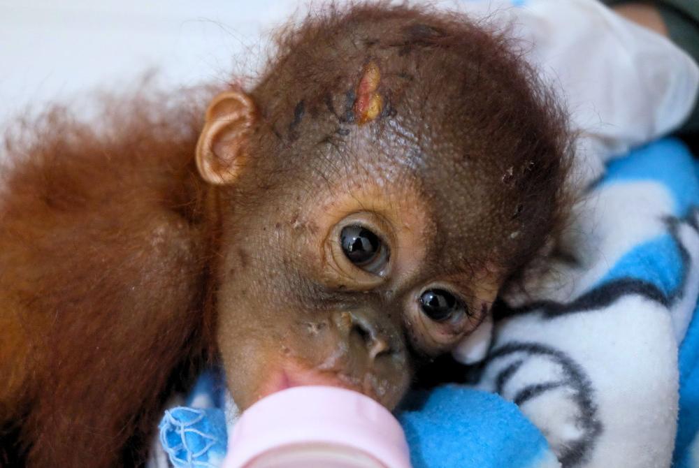 Orangutan Baby Rescued by Borneo Orangutan Survival Foundation