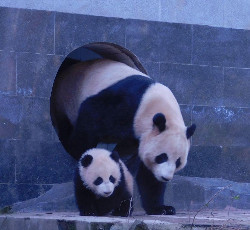 Panda and Baby