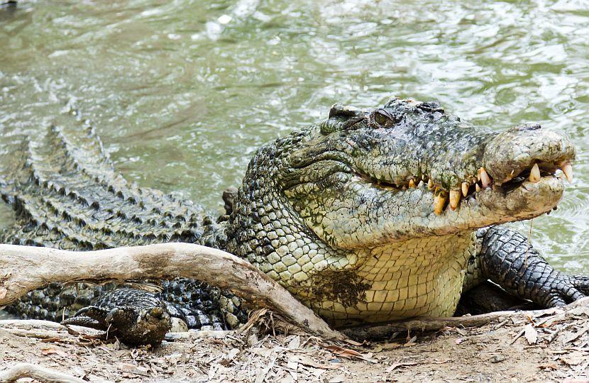 Saltwater Crocodile