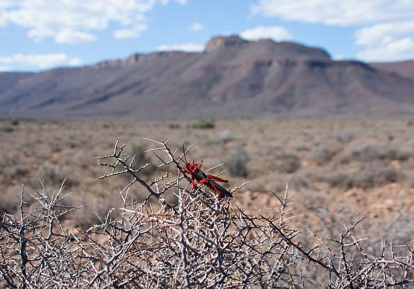 African Bug