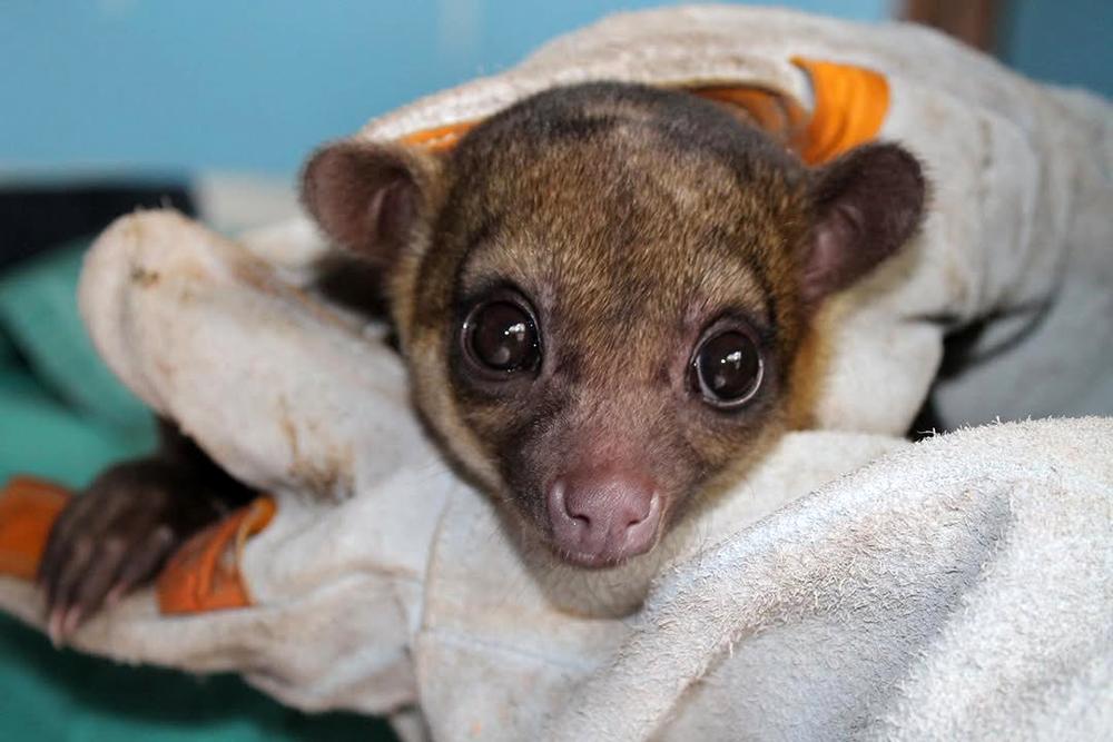 Kinkajou undergoing health check