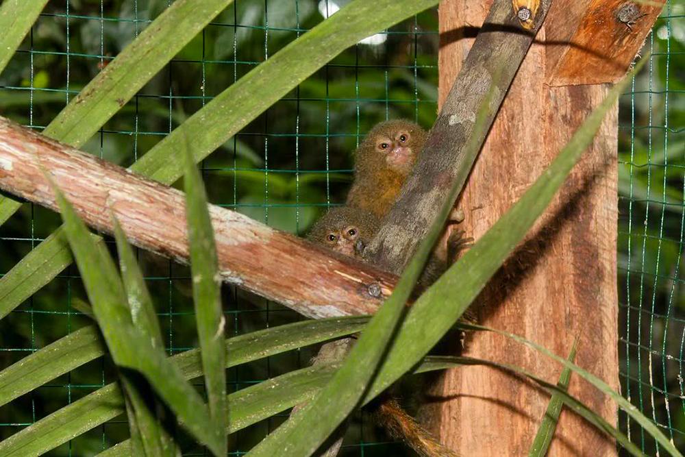 two marmoset monkeys in temporary natural enclosure now safe at the sanctuary
