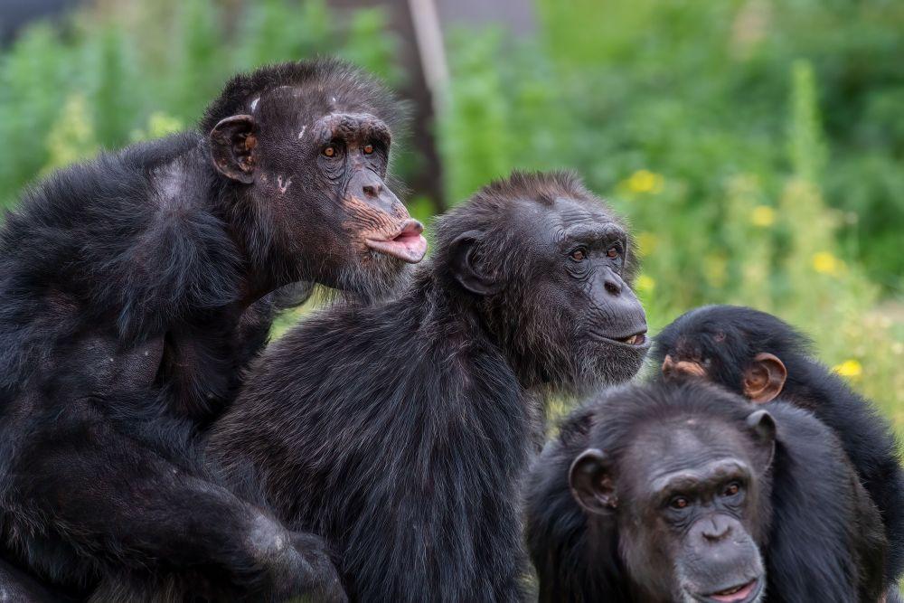 Collective Noun for Primates
