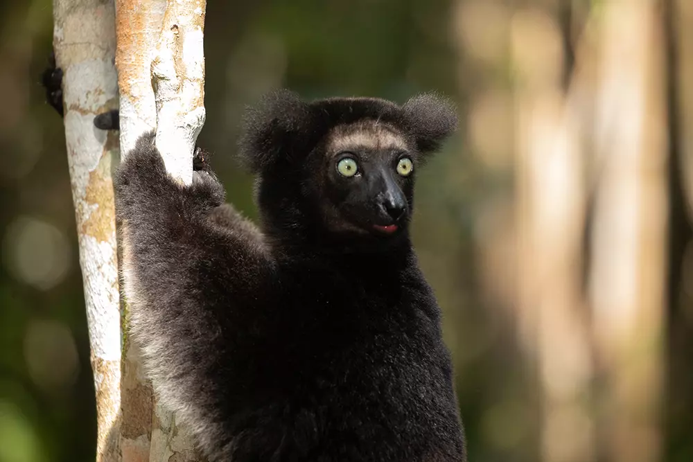 Indri Lemur