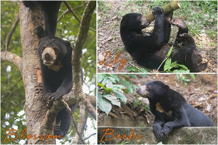 Blossom Lily Becks Sun Bears The Great Orangutan Project