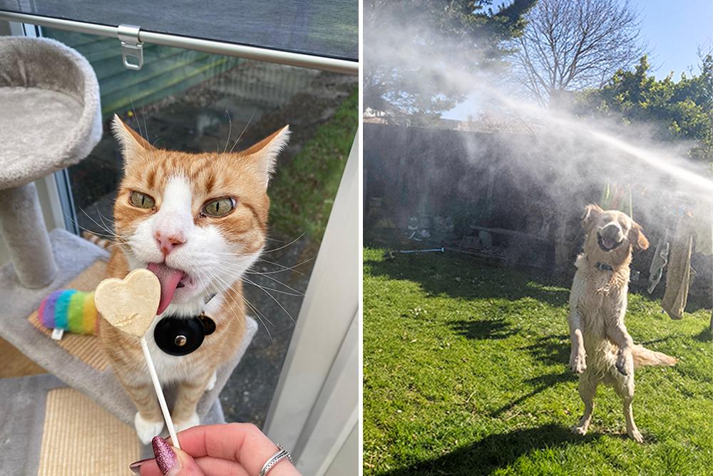 Pet Enrichment Ideas