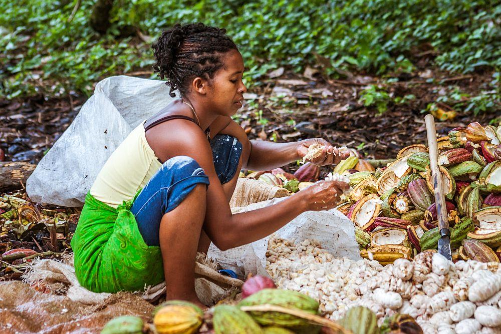 Cocoa Farming and Cocoa Production 