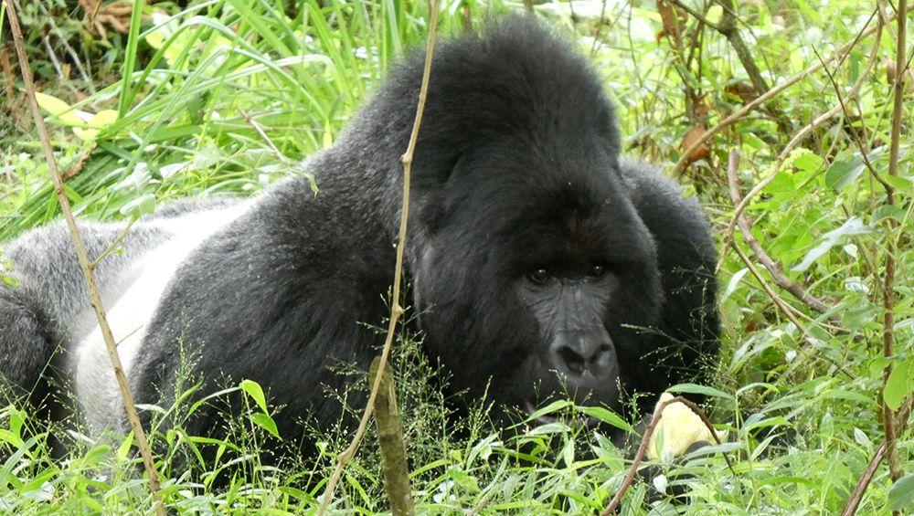 Silverback Gorilla