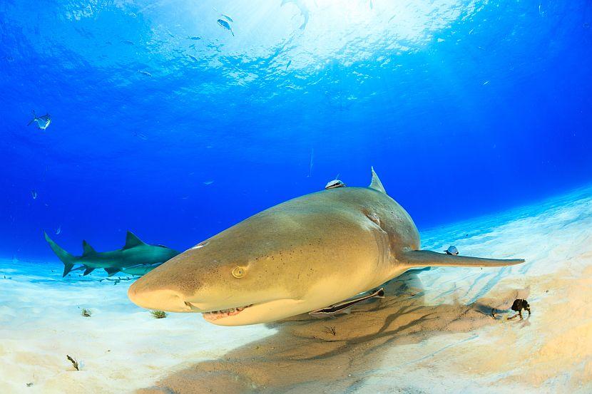 Lemon Shark