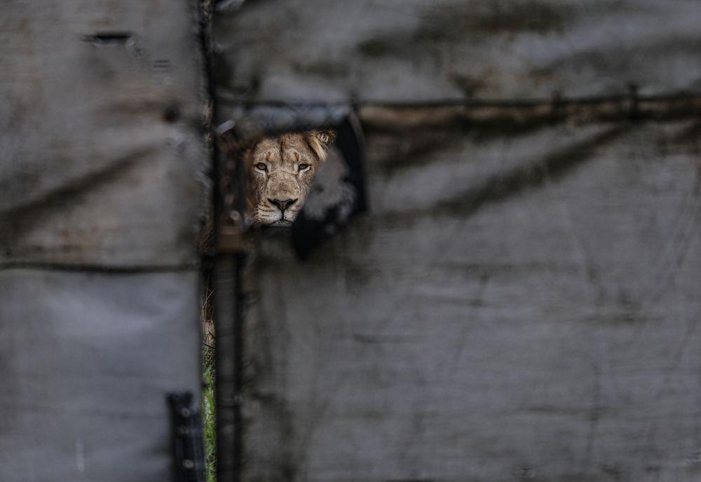 World Lion Day 2024 - Phasing Out Lion Breeding Farms