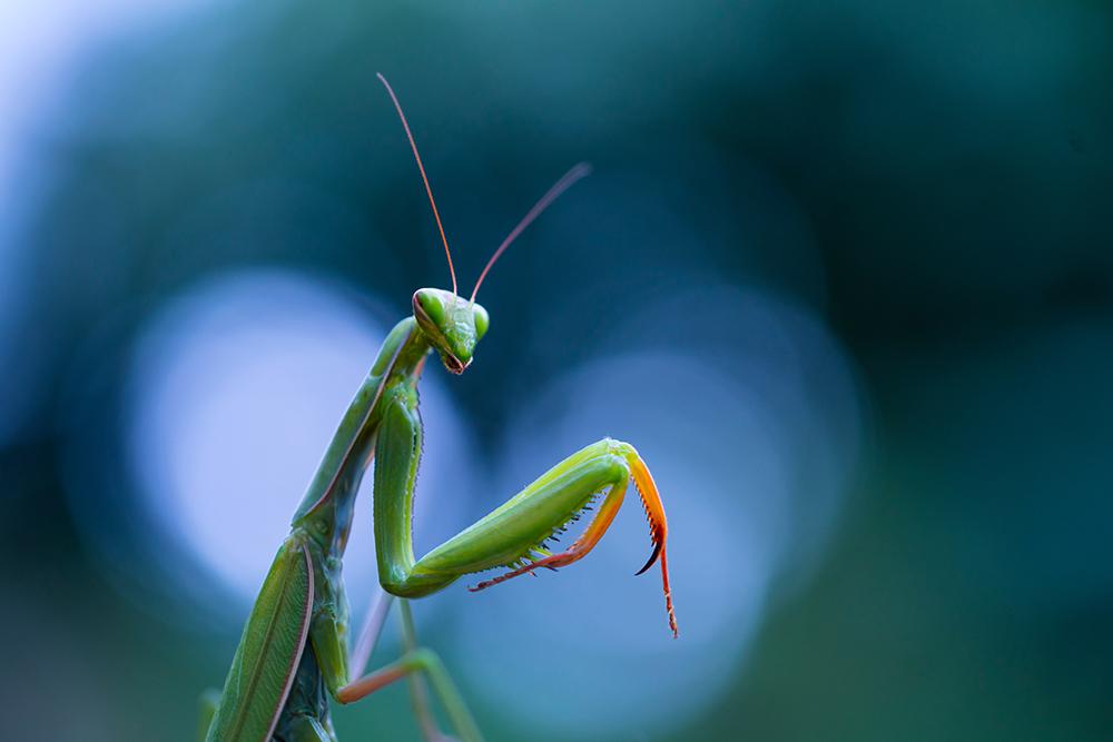 Praying Mantis