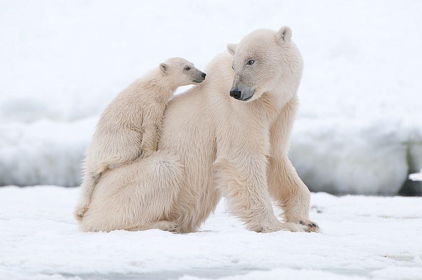 Polar bear and cub