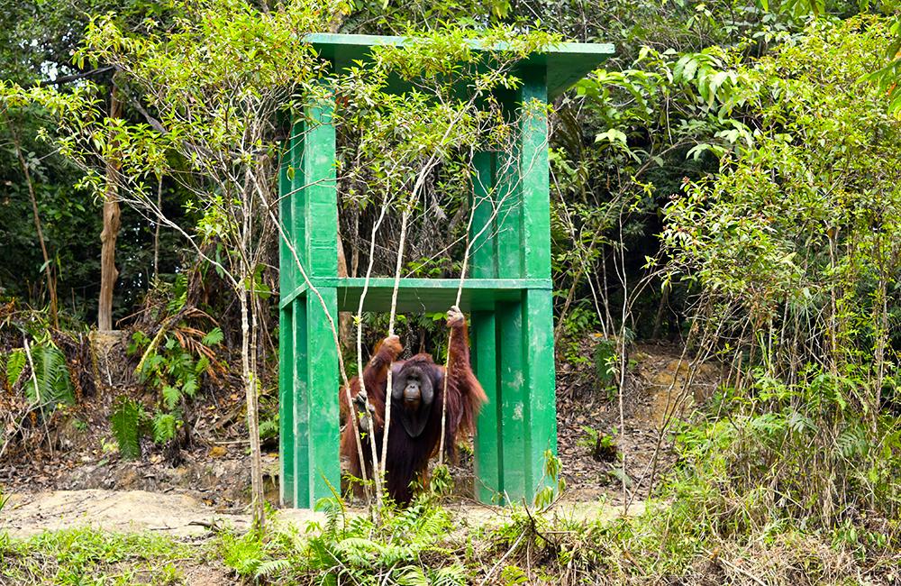 Jeffery - Unreleaseable Orangutan on Island