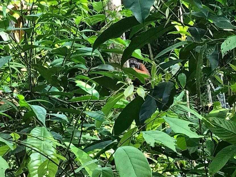 Orangutan in Borneo