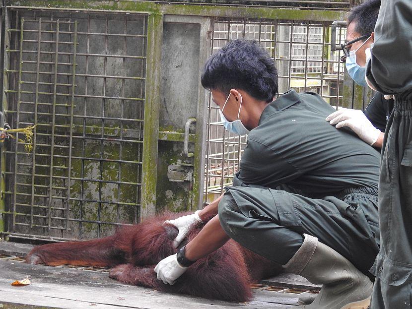 ORangutan Sedation 